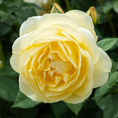 YouGarden 2 x Yellow Rose Standards. Bare Root Roses For Outdoor. 40cm ...