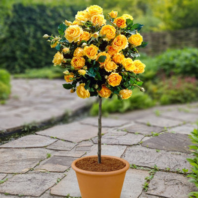 YouGarden 2 x Yellow Rose Standards. Bare Root Roses For Outdoor. 40cm ...