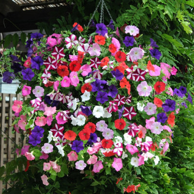 YouGarden 20 x Petunia Easy Wave Ultimate Mix Garden Ready Plant Plugs ...