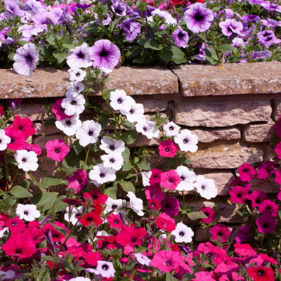 YouGarden 20 x Petunia Easy Wave Ultimate Mix Garden Ready Plant Plugs ...