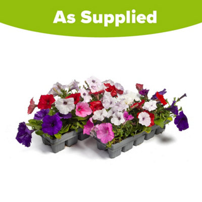 YouGarden 20 x Petunia Easy Wave Ultimate Mix Garden Ready Plant Plugs ...