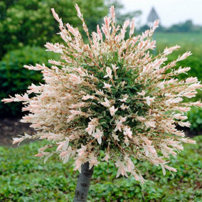 YouGarden 80-90cm Flamingo Willow Tree in 3L Pot. Salix Integra 'Hakuro-nishiki' Exotic Patio Plant for Garden.
