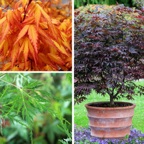 YouGarden Acer palmatum Japanese Maple Collection, Set of Three Established Plants in 1.5L Pots, Three Acer Palmatum Maple Trees '