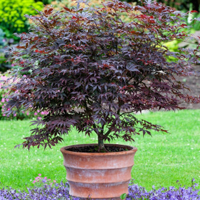 YouGarden Acer palmatum Japanese Maple Collection, Set of Three ...