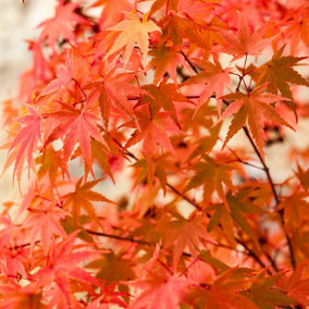 YouGarden Acer palmatum 'Phoenix', Set of Two Established Plants in 1.5L Pots, Stunning Japanese Maples, Ready to Plant