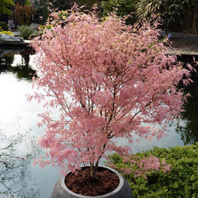 YouGarden Acer Palmatum Tree 'Taylor' in a 3L Pot. Pink Japanese Maple Tree Perfect For Japanese Garden. Acer Trees For Garden