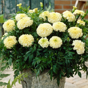 YouGarden African Marigold 'Vanilla', Set of 12 Plug Plants, Ready to Grow On and Plant Out, Summer to Autumn Flowering Garden Pla