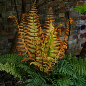 YouGarden Alpine Wood Fern 'Jurassic Gold', Established Plant in 9cm Pots, Dryopteris wallichiana, Ready to Plant, For Pots, Beds,