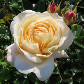 YouGarden Andrew's Rose, Established Plant in 3-4L Pot, Ready to Plant Bush Rose, Grow in Pots, Beds, or Borders for Summer and Au