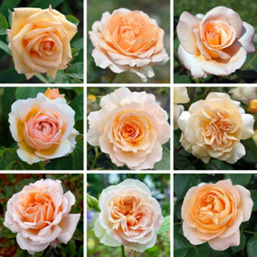 YouGarden Apricot Rose, Established Rose Plant in 3-4L Pot, Ready to Plant Rose for Pots, Beds, or Borders, Colourful Roses for Ou