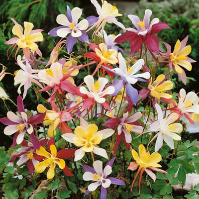 YouGarden Aquilegia 'McKana Hybrids', 10 x Bare Root Plants, Colourful ...