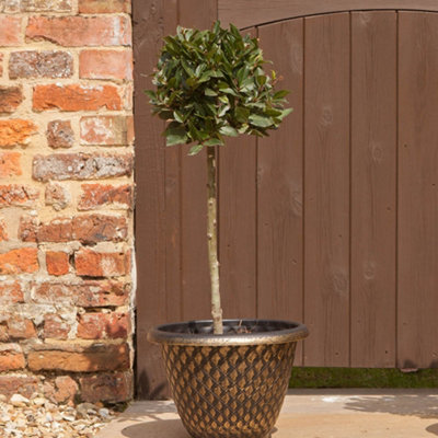 YouGarden Bay Tree Standard Tree 70-80cm Tall, Single Garden Ready ...
