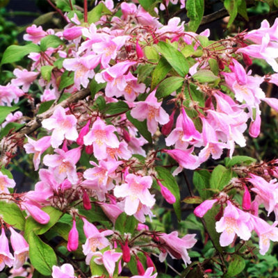 yougarden-beauty-bush-pink-cloud-in-3l-pot-kolkwitzia-amabilis