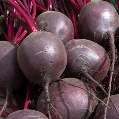 YouGarden Beetroot Rainbow Mix 12 x Plug Plants - Colourful Varieties ...