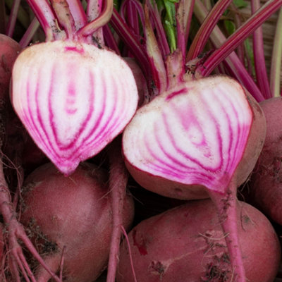 YouGarden Beetroot Rainbow Mix 12 x Plug Plants - Colourful Varieties ...