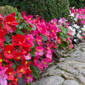 YouGarden Begonia 'Sahara', Set of 12 Plug Plants, Ready to Plant Out Plant Plugs for Gardens