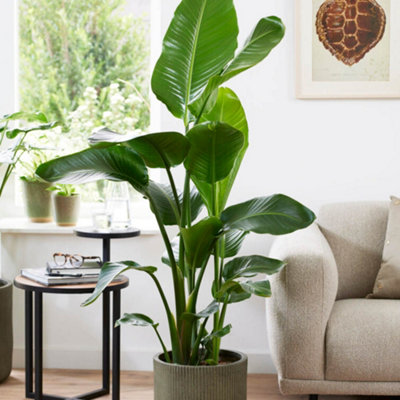 YouGarden Bird of Paradise Houseplant, Established Plant in 24cm Pot, Ready to Display, Strelizia augusta