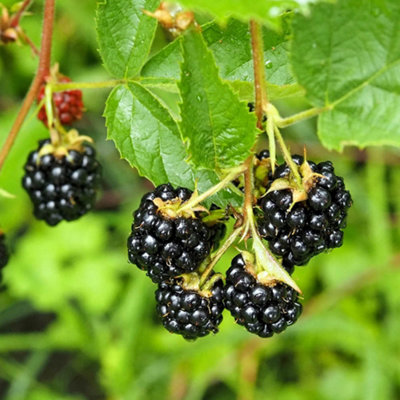 YouGarden Blackberry Thornless Plant, Established Plant in 9cm Pot, Ready to Plant, Easy Grow, Great for Pots