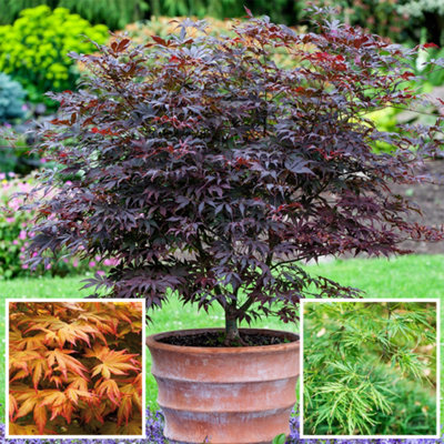 ☘️aiiKEN72*Garden☘️AG202507 YouGarden Blooming Fast Japanese Maple Acer Feed 900g