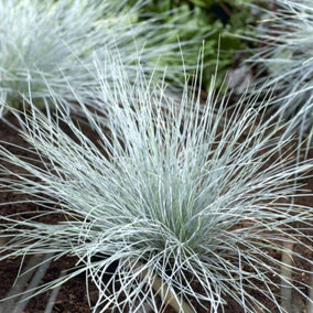 YouGarden Blue Festuca Grass, Ornamental Grass in 9cm Pot, Striking Blue Foliage, Hardy Perennial, Low Maintenance, Drought Tolera