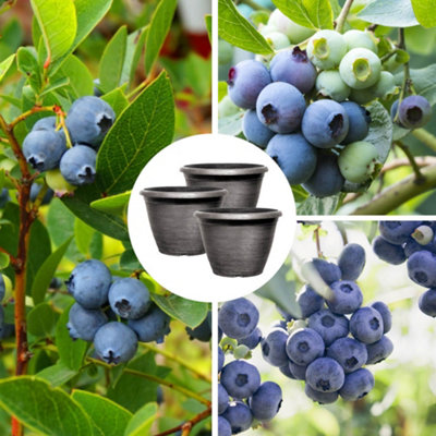 YouGarden Blueberry Collection with Decorative Pots, Set of Three Established Blueberry Plants in 9cm Pots, Early 'New Hanover', M