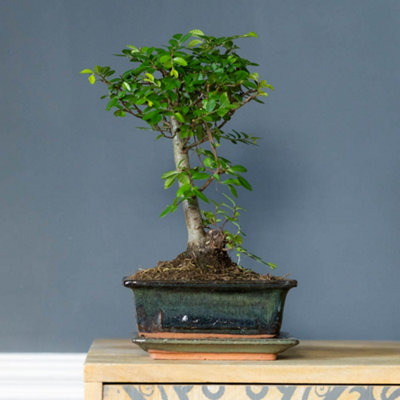 YouGarden Bonsai Tree 'Zelkova', Ball Shaped Japanese Elm, 15cm Ceramic Pot  with Tray