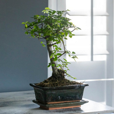 indoor plants peperomia Peperomia 'Glabella' | Indoor Plant | Tropical Plant | Potted Plant