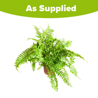 Boston Fern House Plant In 12cm Pot - Air Purifying, Low Maintenance, Lush Green Indoor Plant