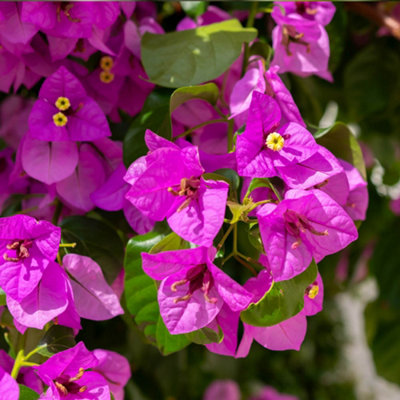 YouGarden Bougainvillea Bush, Established Plant in 18cm Pot, Mediterranean Flowering Plant, For Gardens and Homes