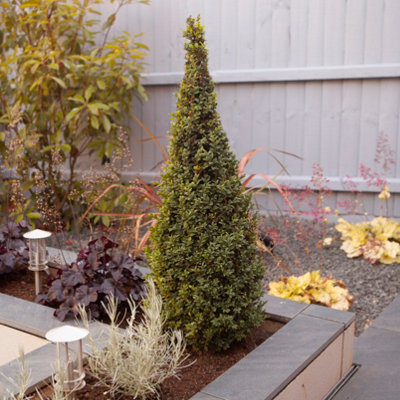 YouGarden Box Buxus Shrub Pyramids, Set of Two 45-50cm Tall Topiary ...