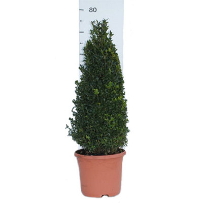 YouGarden Box Buxus Shrub Pyramids, Set of Two 45-50cm Tall Topiary ...