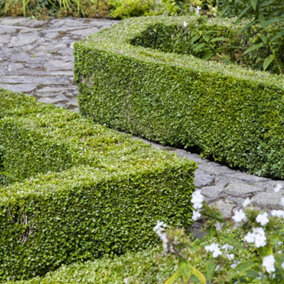 YouGarden Box Hedging, Buxus Sempervirens, Set of 25 Buxus Hedging in 9cm Pots, Evergreen Shrubs For Gardens and Pots, Supplied as