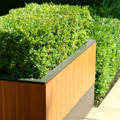 YouGarden Box Hedging Pack, 24 x Plants in 9cm Pots, Buxus sempervirens