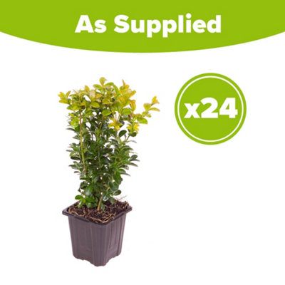 YouGarden Box Hedging Pack, 24 x Plants in 9cm Pots, Buxus sempervirens