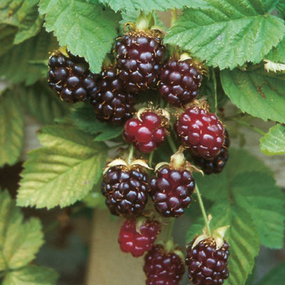 YouGarden Boysenberry Plant - 2 Litre Pot, Sweet Hybrid Fruit, Thornless Canes, Great For Jams And Desserts