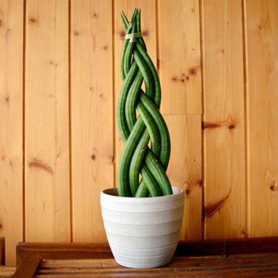 calathea sp Calathea Sp. 4
