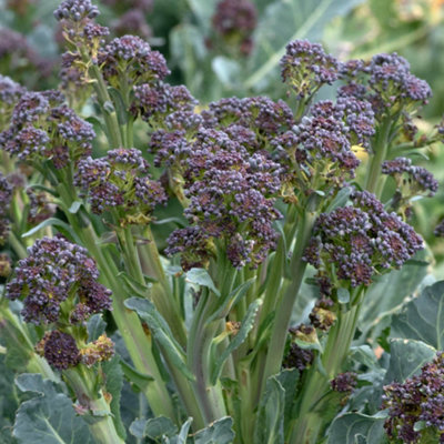 YouGarden Broccoli Burgundy 6 Plug Plants - Vibrant Purple Heads, Ready ...
