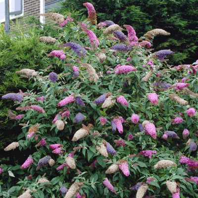 YouGarden Buddleia 'Tricolour', Set of Two Established Plants 2 Litre ...
