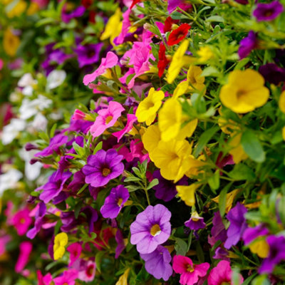 YouGarden Calibrachoa 'Cabaret' Collection, 12 Plug Plants, Mixed ...