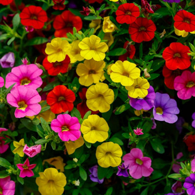YouGarden Calibrachoa 'Cabaret' Collection, 12 Plug Plants, Mixed ...