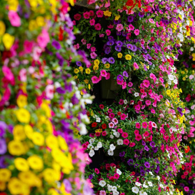 YouGarden Calibrachoa 'Cabaret' Collection, 12 Plug Plants, Mixed ...