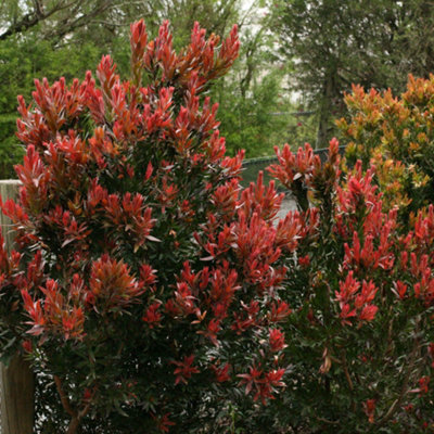 YouGarden Callistemon 'Red Rocket', Pair of Established Plants in 17cm ...