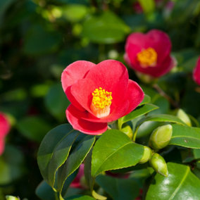 YouGarden Camellia vernalis 'Yuletide', Set of Two Established Plants in 15cm Pots, Winter Blooms on Evergreen Shrubs, Ready to Pl