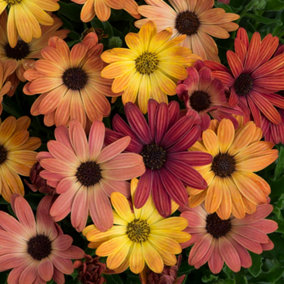 YouGarden Cape Daisy 'Akila Sunset Shades', Set of 12 Plug Plants, Ready to Grow on and Plant Out for Summer Flowering Displays, B
