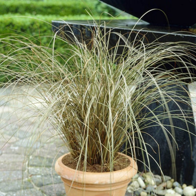 YouGarden Carex buchananii, Ornamental Grass with Evergreen Foliage, Hardy Perennial, 9cm Potted, Great for Pots and Borders, Low