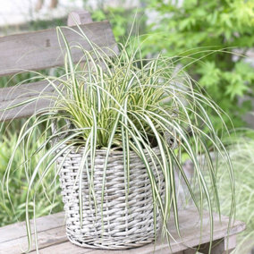 YouGarden Carex 'Evergold', Ornamental Grass in 9cm Pot, Variegated Foliage and Low Maintenance, Hardy Perennial, Great for Border