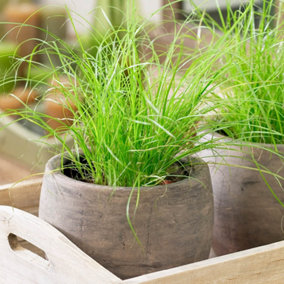 YouGarden Cat Grass Houseplant, Established Indoor Plant in 12cm Pot, Ready to Plant and Display, Cyperus alternifolius Zumula, Ca