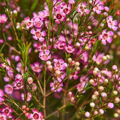 YouGarden Chamelaucium Waxflower Pink 14cm Pot, Established Plant Ready to Grow