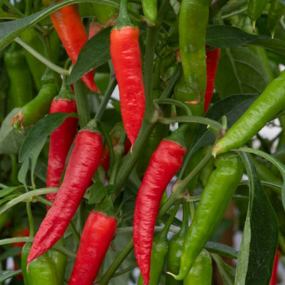 yougarden-chilli-hot-fiery-collection-12-plug-plants-medium-heat-red