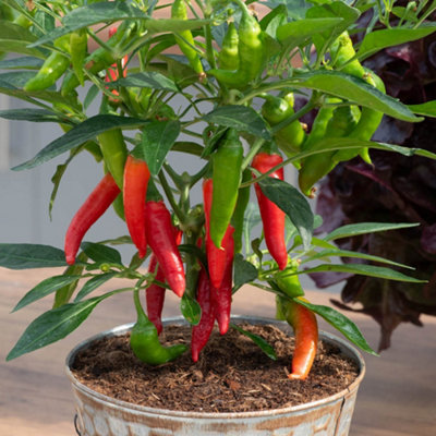 yougarden-chilli-hot-fiery-collection-12-plug-plants-medium-heat-red